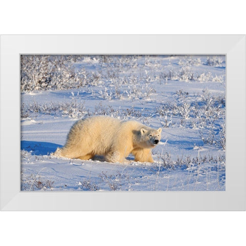 Canada-Manitoba-Churchill Polar bear walking through snow in evening light White Modern Wood Framed Art Print by Jaynes Gallery
