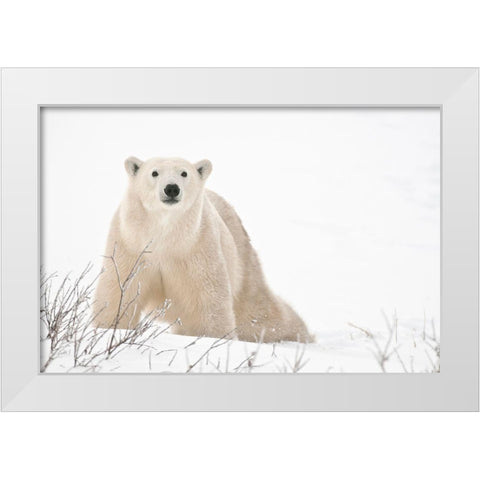 Canada-Manitoba-Churchill Polar bear on frozen tundra White Modern Wood Framed Art Print by Jaynes Gallery