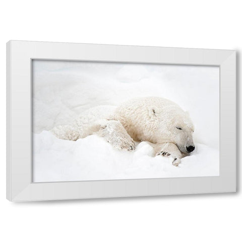 Canada-Manitoba-Churchill Polar bear sleeping in snow White Modern Wood Framed Art Print by Jaynes Gallery