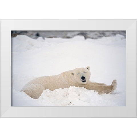 Canada-Manitoba-Churchill Polar bear resting in snow White Modern Wood Framed Art Print by Jaynes Gallery