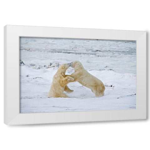 Canada-Manitoba-Churchill Young polar bears sparring White Modern Wood Framed Art Print by Jaynes Gallery