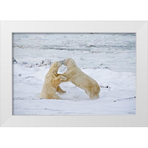 Canada-Manitoba-Churchill Young polar bears sparring White Modern Wood Framed Art Print by Jaynes Gallery