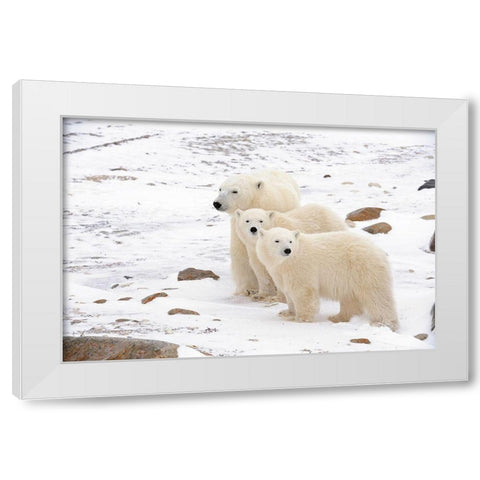 Canada-Manitoba-Churchill Mother polar bear and two cubs White Modern Wood Framed Art Print by Jaynes Gallery