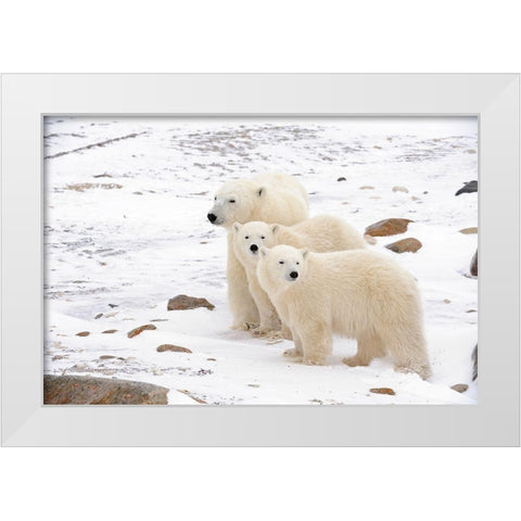 Canada-Manitoba-Churchill Mother polar bear and two cubs White Modern Wood Framed Art Print by Jaynes Gallery