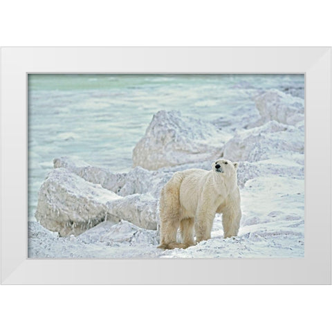 Canada-Manitoba-Churchill Polar bear on rocky frozen tundra White Modern Wood Framed Art Print by Jaynes Gallery