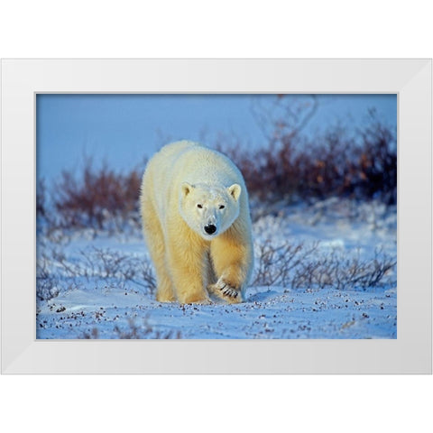 Canada-Manitoba-Churchill Polar bear walking on frozen tundra White Modern Wood Framed Art Print by Jaynes Gallery