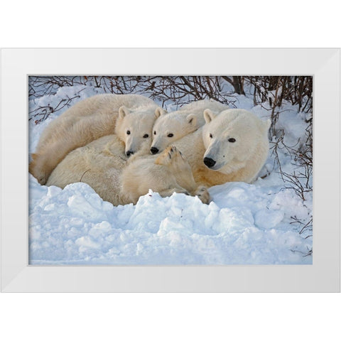Canada-Manitoba-Churchill Mother polar bear with two cubs resting in snowbank at sunset White Modern Wood Framed Art Print by Jaynes Gallery