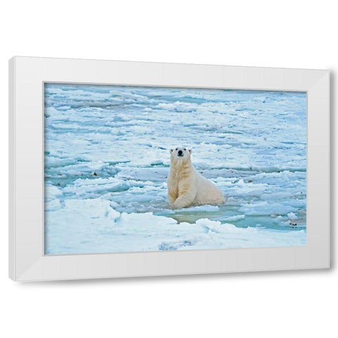 Canada-Manitoba-Churchill Polar bear in icy water White Modern Wood Framed Art Print by Jaynes Gallery