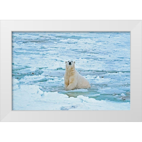 Canada-Manitoba-Churchill Polar bear in icy water White Modern Wood Framed Art Print by Jaynes Gallery