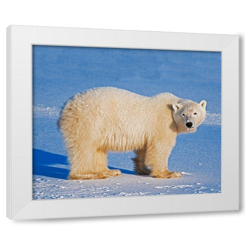 Canada-Manitoba-Churchill Polar bear standing on frozen tundra White Modern Wood Framed Art Print by Jaynes Gallery
