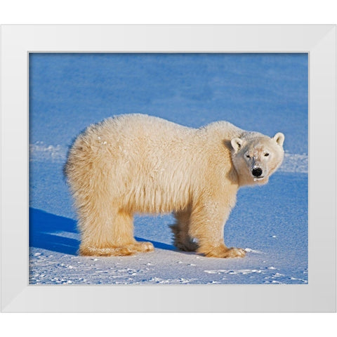 Canada-Manitoba-Churchill Polar bear standing on frozen tundra White Modern Wood Framed Art Print by Jaynes Gallery
