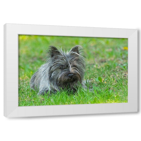 Canada-Manitoba-Winnipeg Pedigree Cairn terrier female close-up White Modern Wood Framed Art Print by Jaynes Gallery
