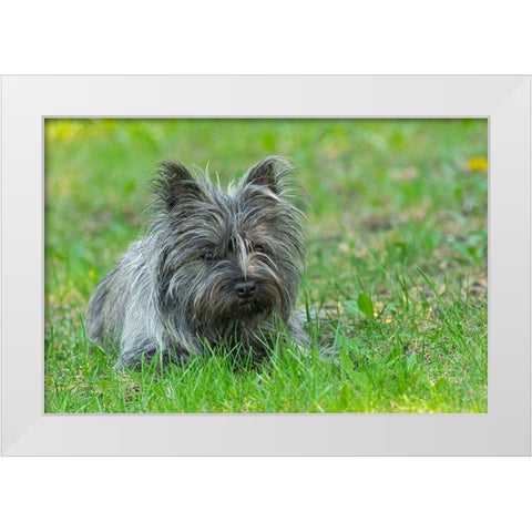 Canada-Manitoba-Winnipeg Pedigree Cairn terrier female close-up White Modern Wood Framed Art Print by Jaynes Gallery