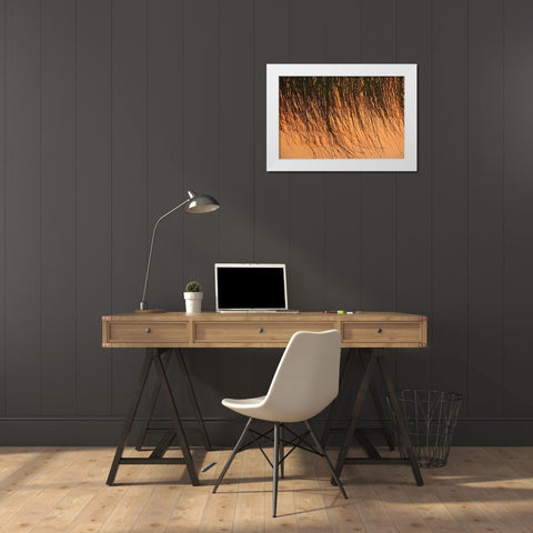 Canada-Manitoba-Riding Mountain National Park Close-up of reeds reflecting in Lake Audy at sunset White Modern Wood Framed Art Print by Jaynes Gallery