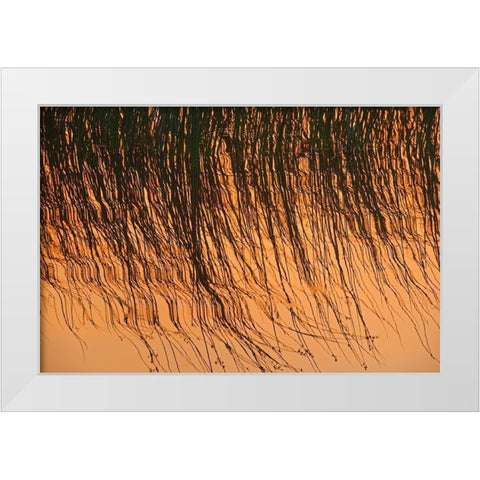 Canada-Manitoba-Riding Mountain National Park Close-up of reeds reflecting in Lake Audy at sunset White Modern Wood Framed Art Print by Jaynes Gallery