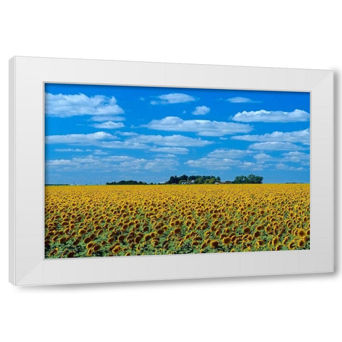 Canada-Manitoba-Altona Farm field with crop of sunflowers White Modern Wood Framed Art Print by Jaynes Gallery