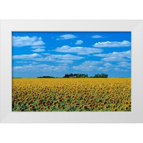 Canada-Manitoba-Altona Farm field with crop of sunflowers White Modern Wood Framed Art Print by Jaynes Gallery