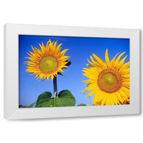Canada-Manitoba-Altona Close-up of sunflowers White Modern Wood Framed Art Print by Jaynes Gallery
