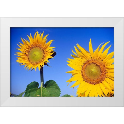 Canada-Manitoba-Altona Close-up of sunflowers White Modern Wood Framed Art Print by Jaynes Gallery