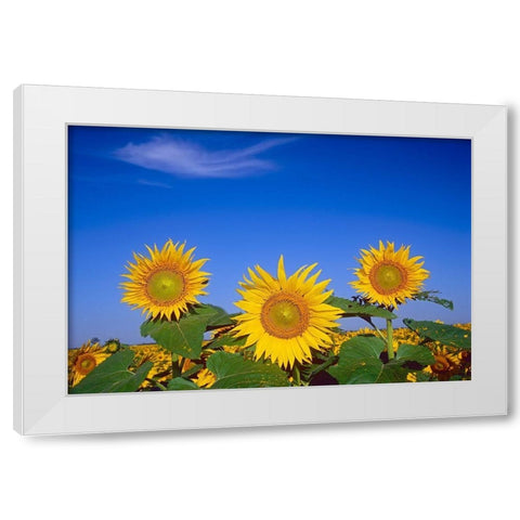 Canada-Manitoba-Altona Close-up of sunflowers White Modern Wood Framed Art Print by Jaynes Gallery