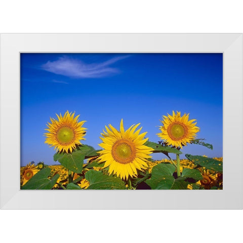 Canada-Manitoba-Altona Close-up of sunflowers White Modern Wood Framed Art Print by Jaynes Gallery