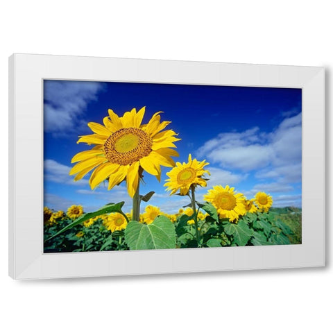 Canada-Manitoba-Altona Close-up of sunflowers White Modern Wood Framed Art Print by Jaynes Gallery