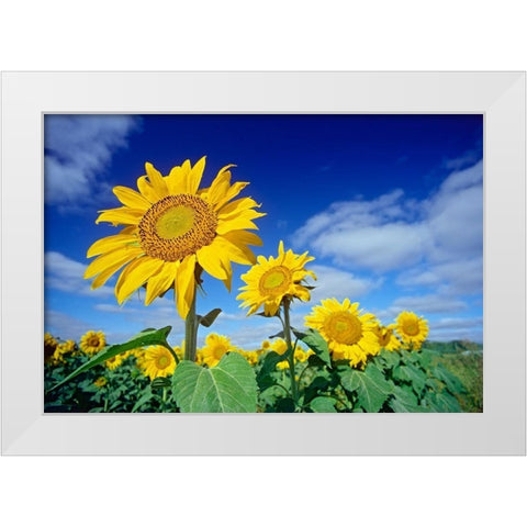 Canada-Manitoba-Altona Close-up of sunflowers White Modern Wood Framed Art Print by Jaynes Gallery