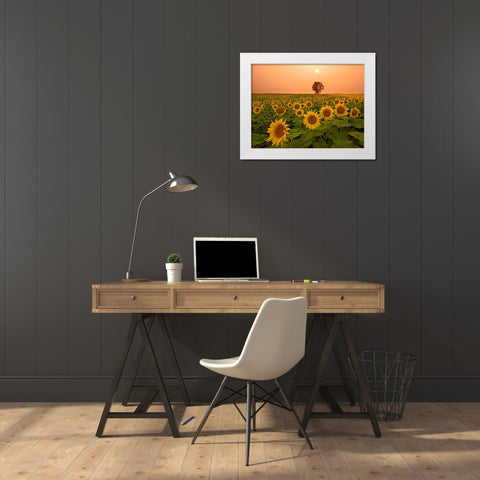 Canada- Manitoba- Dugald. Field of sunflowers and cottonwood tree at sunset. White Modern Wood Framed Art Print by Jaynes Gallery