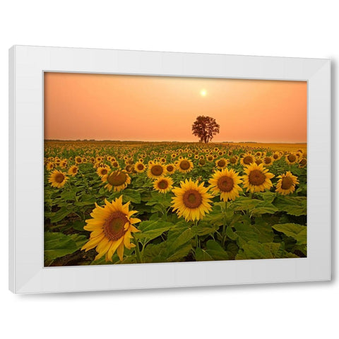 Canada- Manitoba- Dugald. Field of sunflowers and cottonwood tree at sunset. White Modern Wood Framed Art Print by Jaynes Gallery