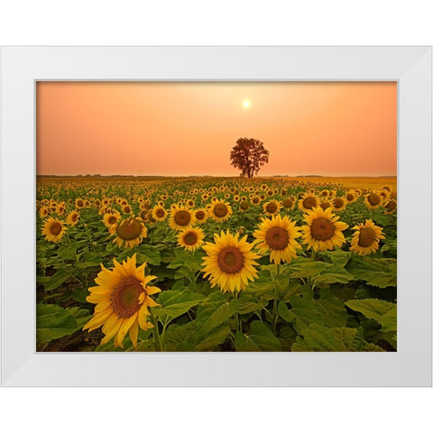 Canada- Manitoba- Dugald. Field of sunflowers and cottonwood tree at sunset. White Modern Wood Framed Art Print by Jaynes Gallery