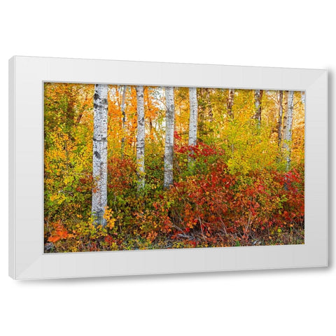 Canada- Manitoba. Autumn colors Hecla-Grindstone Provincial Park. White Modern Wood Framed Art Print by Jaynes Gallery