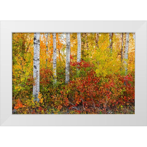 Canada- Manitoba. Autumn colors Hecla-Grindstone Provincial Park. White Modern Wood Framed Art Print by Jaynes Gallery