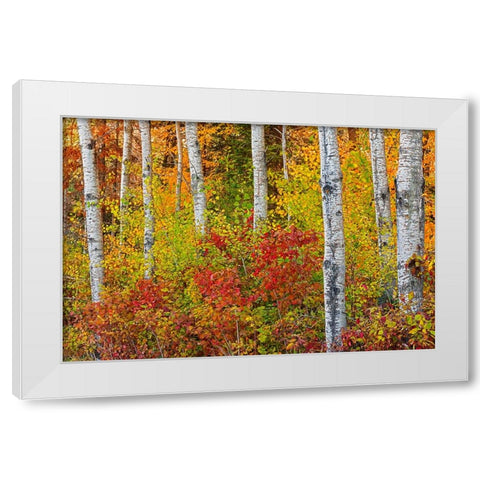 Canada- Manitoba. Autumn colors Hecla-Grindstone Provincial Park. White Modern Wood Framed Art Print by Jaynes Gallery