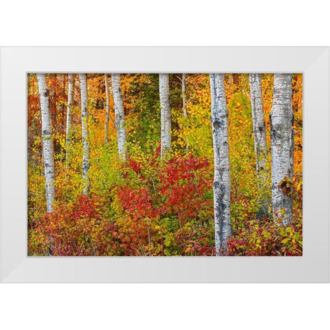 Canada- Manitoba. Autumn colors Hecla-Grindstone Provincial Park. White Modern Wood Framed Art Print by Jaynes Gallery