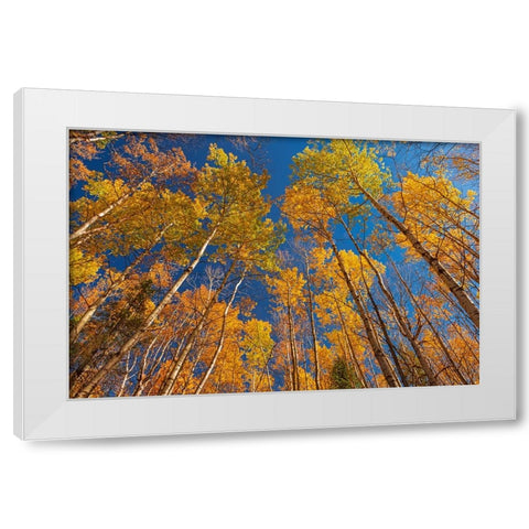 Canada- Manitoba- Duck Mountain Provincial Park. Yellow aspen trees leaves in autumn. White Modern Wood Framed Art Print by Jaynes Gallery