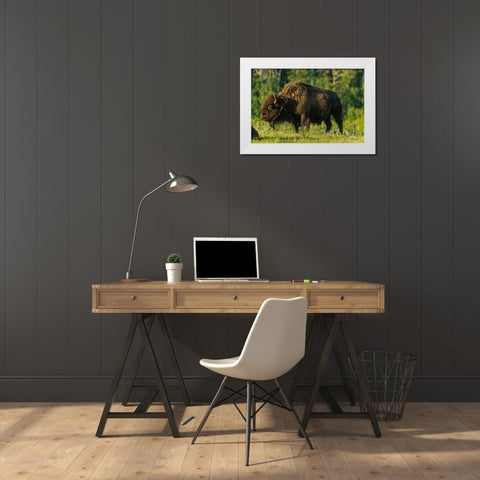 Canada- Manitoba- Riding Mountain National Park. Plains bison adult standing in grass. White Modern Wood Framed Art Print by Jaynes Gallery