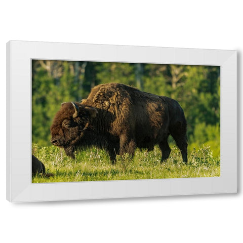 Canada- Manitoba- Riding Mountain National Park. Plains bison adult standing in grass. White Modern Wood Framed Art Print by Jaynes Gallery