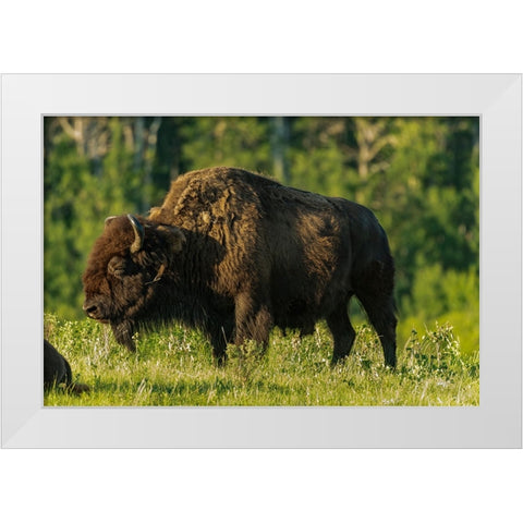 Canada- Manitoba- Riding Mountain National Park. Plains bison adult standing in grass. White Modern Wood Framed Art Print by Jaynes Gallery