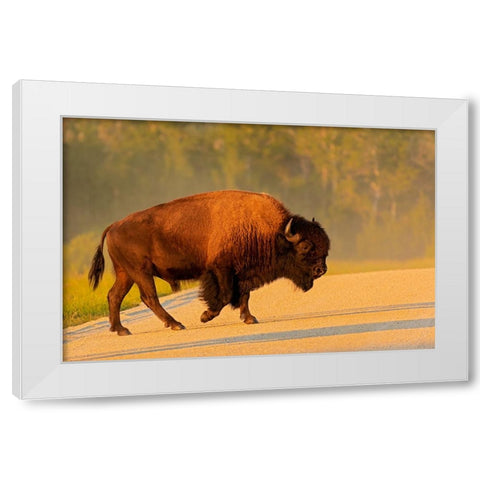 Canada- Manitoba- Riding Mountain National Park. Plains bison adult crossing road. White Modern Wood Framed Art Print by Jaynes Gallery