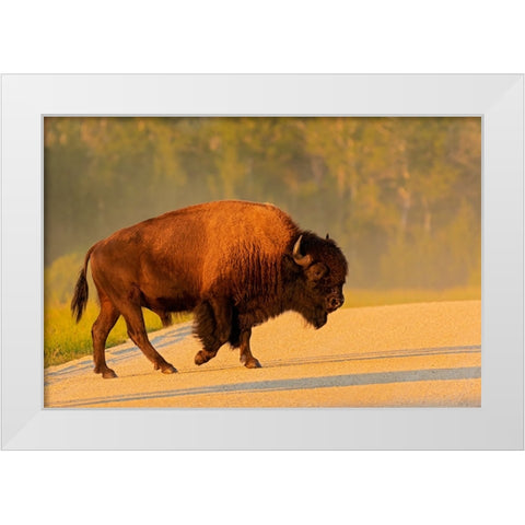 Canada- Manitoba- Riding Mountain National Park. Plains bison adult crossing road. White Modern Wood Framed Art Print by Jaynes Gallery