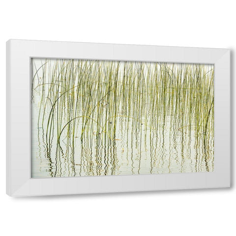 Canada- Manitoba- Wekusko Falls Provincial Park. Reeds reflect patterns in Wekusko Lake. White Modern Wood Framed Art Print by Jaynes Gallery
