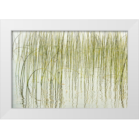 Canada- Manitoba- Wekusko Falls Provincial Park. Reeds reflect patterns in Wekusko Lake. White Modern Wood Framed Art Print by Jaynes Gallery
