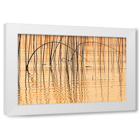 Canada- Manitoba- Wekusko Falls Provincial Park. Reeds reflect patterns in Wekusko Lake. White Modern Wood Framed Art Print by Jaynes Gallery