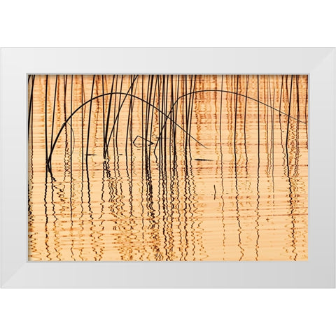 Canada- Manitoba- Wekusko Falls Provincial Park. Reeds reflect patterns in Wekusko Lake. White Modern Wood Framed Art Print by Jaynes Gallery