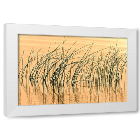 Canada- Manitoba- Wekusko Falls Provincial Park. Reeds reflect patterns in Wekusko Lake. White Modern Wood Framed Art Print by Jaynes Gallery