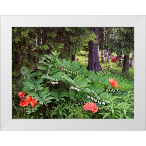 Canada, New Brunswick Wildflowers White Modern Wood Framed Art Print by Anon, Ellen