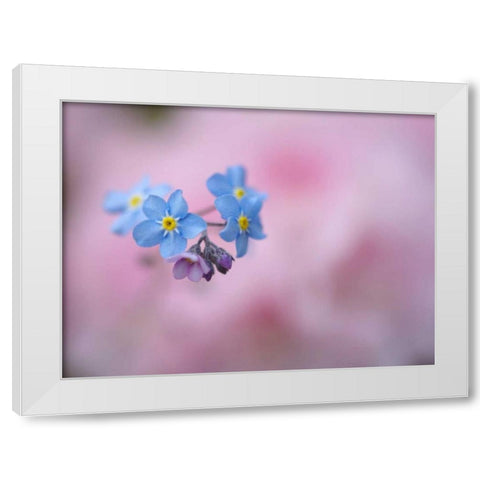 Canada, New Brunswick Forget-me-not flowers White Modern Wood Framed Art Print by Anon, Ellen