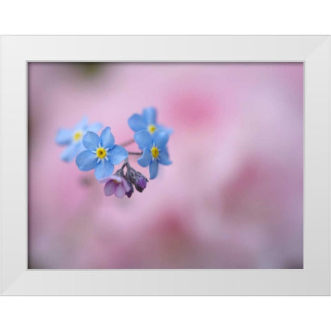 Canada, New Brunswick Forget-me-not flowers White Modern Wood Framed Art Print by Anon, Ellen
