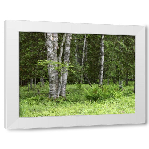 Canada, New Brunswick Forest scenic White Modern Wood Framed Art Print by Anon, Ellen