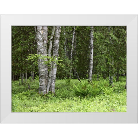 Canada, New Brunswick Forest scenic White Modern Wood Framed Art Print by Anon, Ellen